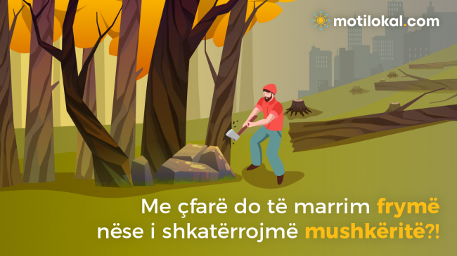 Prej drunj, ndërto shtëpi?!