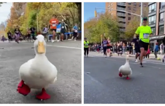 Rosa merr pjesë në maratonën e Nju Jorkut [Video]