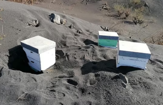 Mrekulli, mijëra bletë mbijetuan nën hirin vullkanik në La Palma për 50 ditë