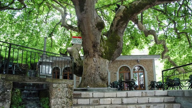Rrapi i Libohovës, pema që nuk thahet kurrë?!