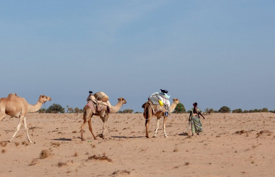 Somalia shpall gjendje të jashtëzakonshme për shkak të thatësirës vdekjeprurëse
