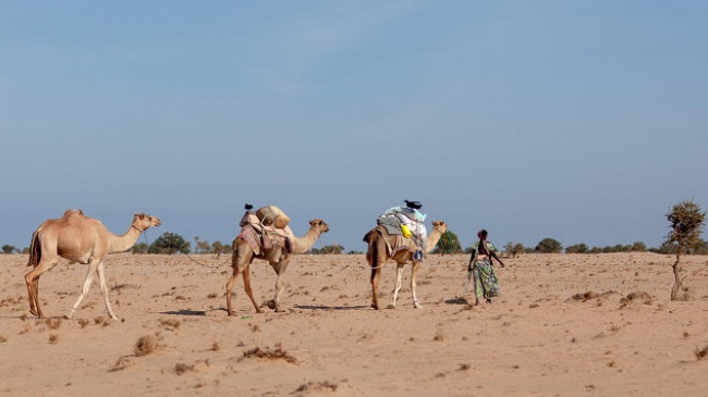 Somalia shpall gjendje të jashtëzakonshme për shkak të thatësirës vdekjeprurëse