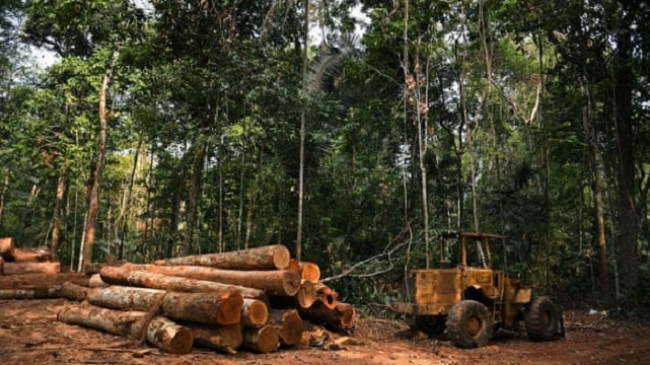 Zara, Prada, Adidas e Nike - Markat botërore të modës kontribuues të shpyllëzimit në Amazonë