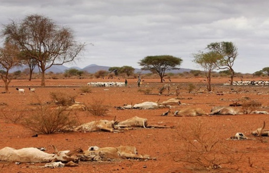 Thatësira rrezikon kafshët e egra dhe bagëtinë e Afrikës Lindore