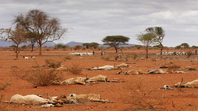 Thatësira rrezikon kafshët e egra dhe bagëtinë e Afrikës Lindore