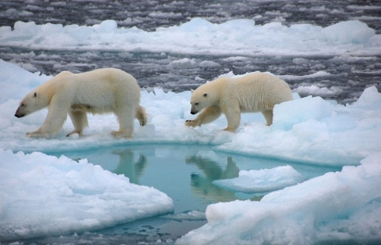 Ndikimi i ndryshimit të klimës në Detin Arktik dhe arinjtë polarë