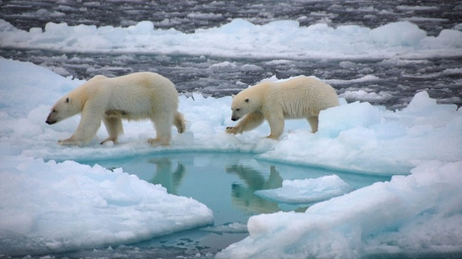 Ndikimi i ndryshimit të klimës në Detin Arktik dhe arinjtë polarë