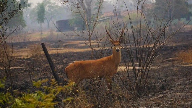 Zjarret në Brazil vranë rreth 17 milionë kafshë