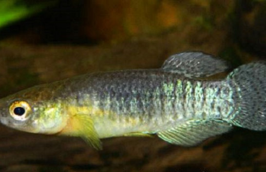 Në Lagunën e Butrintit, rizbulohet specia e veçantë subendemike