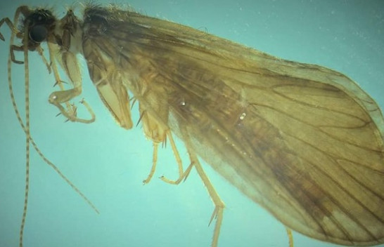 Zbulohet një lloj i ri insekti në Bogë të Rugovës