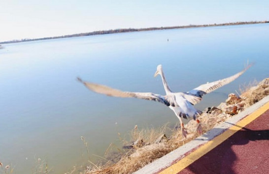 80 pelikanë kaçurrel në lagunën e Vainit