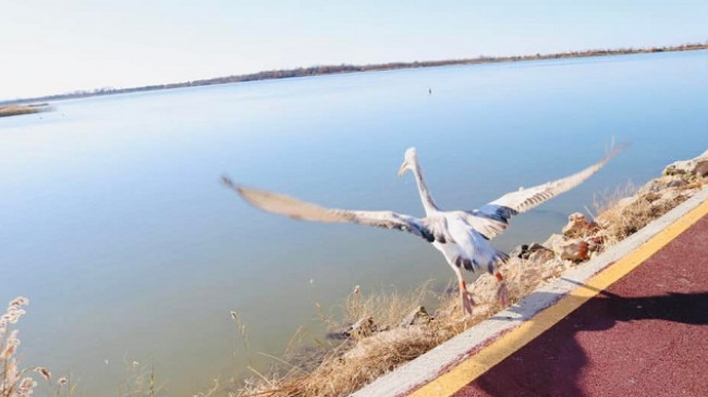80 pelikanë kaçurrel në lagunën e Vainit