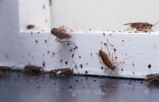 Tetë shenjat që insektet kanë hyrë në shtëpinë tuaj