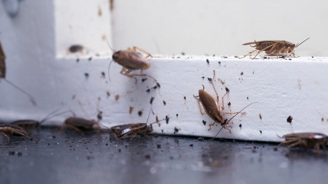 Tetë shenjat që insektet kanë hyrë në shtëpinë tuaj