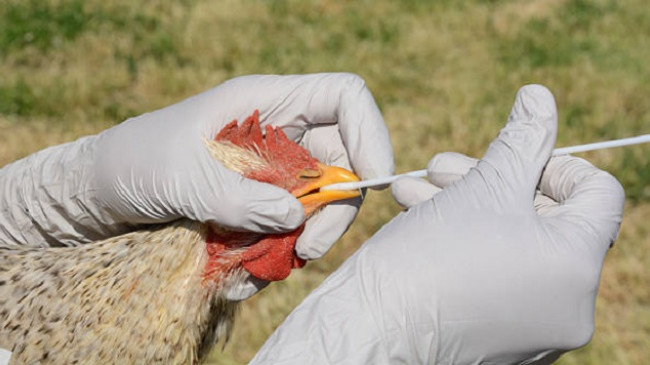 Pandemia e gripit të shpendëve po prek botën
