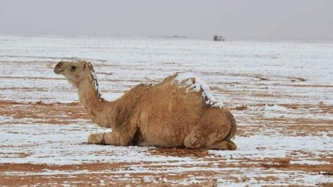 Bora mbulon shkretëtirën e Arabisë Saudite [Foto]