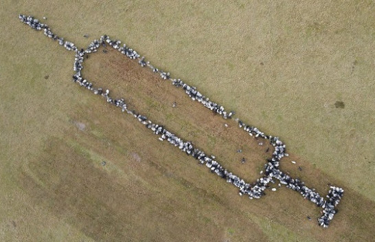 Delet dhe dhitë 'mesazh sensibilizues' formojnë shiringën e vaksinës në Gjermani