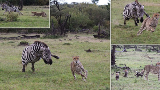 Jo çdo herë triumfues, zebra i kthehet gepardit që po e ndiqte