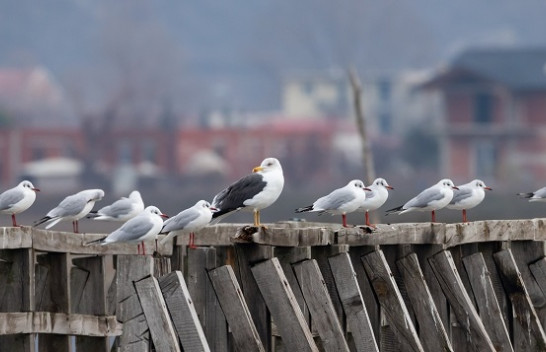 Censusi i Shpendëve të Ujit në 30 zona ligatinore bregdetare
