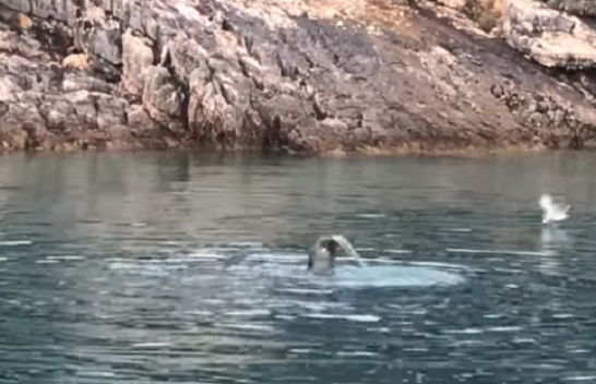 Foka mesdhetare, specia e rrallë në parkun detar Karaburun-Sazan [Video]