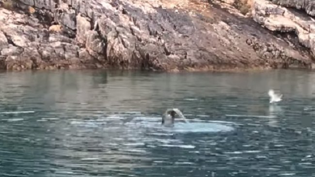 Foka mesdhetare, specia e rrallë në parkun detar Karaburun-Sazan [Video]