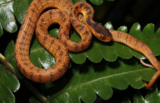 WWF: Mbi 220 specie të reja zbulohen në lumin Mekong të Azisë Juglindore