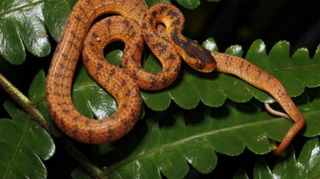 WWF: Mbi 220 specie të reja zbulohen në lumin Mekong të Azisë Juglindore