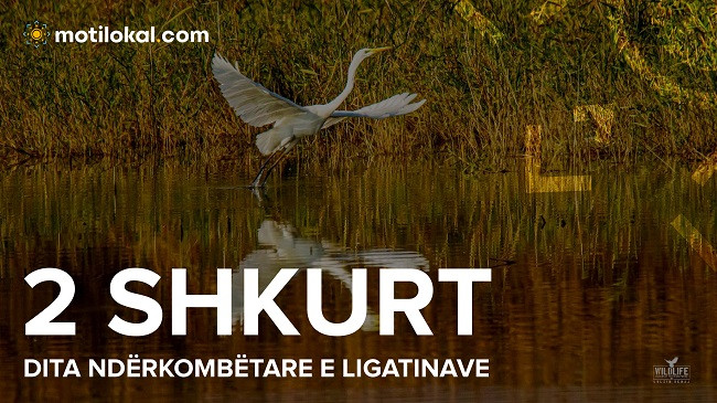 Dita Ndërkombëtare e Ligatinave