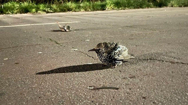 Qindra zogj të ngordhur pas rënies nga qielli në një fshat të Britanisë