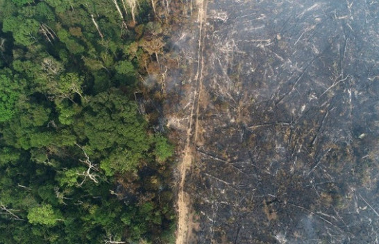 Shpyllëzimi i Amazonës në Brazil shënon rekord në janar