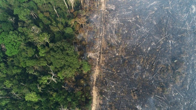 Shpyllëzimi i Amazonës në Brazil shënon rekord në janar