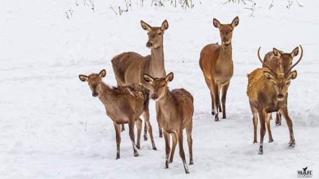 WWF: Mbrojtja e kafshëve të egra është jetike për të gjithë ne