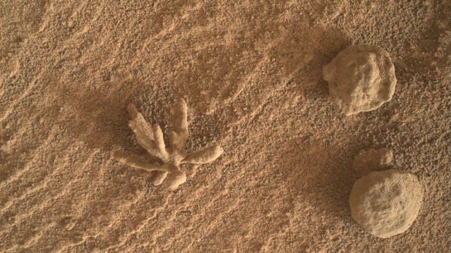 Një 'lule' në Mars, zbulim mahnitës nga roveri i NASA-s