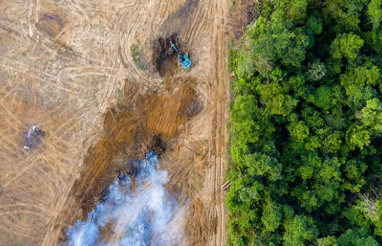 Pylli tropikal i Amazonës po i afrohet një pike kthese, pemët mund të zhduken masivisht