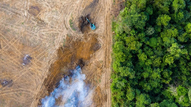 Pylli tropikal i Amazonës po i afrohet një pike kthese, pemët mund të zhduken masivisht