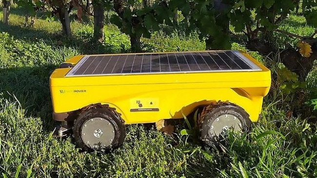 Kositësja robotike me energji diellore që përdoret në vreshtat franceze
