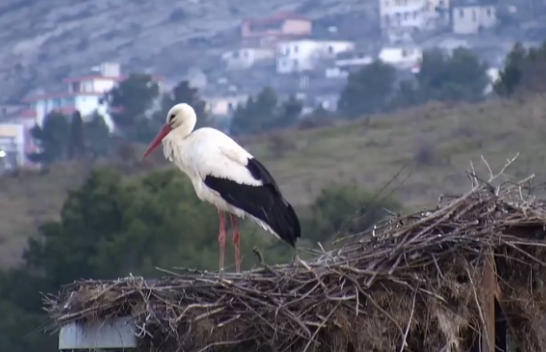 Lejleku i Gjirokastrës rikthehet në shtëpi
