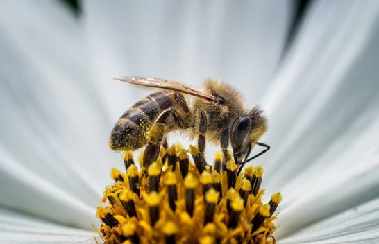Çfarë është biodiversiteti dhe pse është i rëndësishëm?