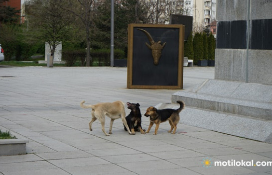 Komuna e Prishtinës kërkon bashkëpunimin e të gjitha institucioneve për zgjidhjen e problemit të qenve endacak