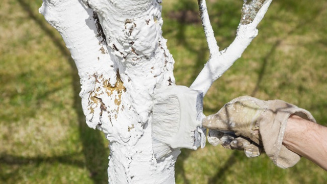 Gëlqerosja e pemëve - të mirat organike dhe estetike