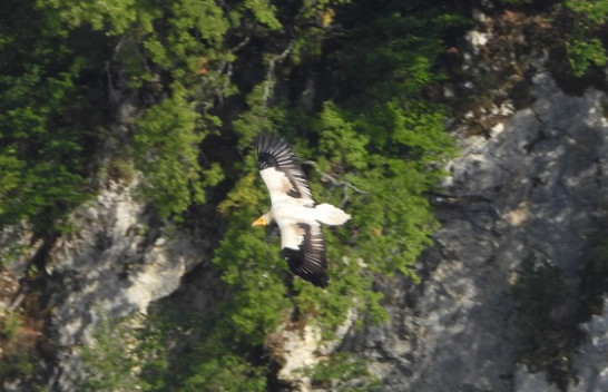 Kali i Qyqes rikthehet në Shqipëri