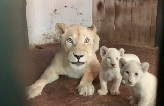Pas 20 vitesh në Kopshtin Zoologjik të Shkupit lindën tre luanë të bardhë