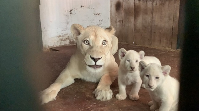 Pas 20 vitesh në Kopshtin Zoologjik të Shkupit lindën tre luanë të bardhë