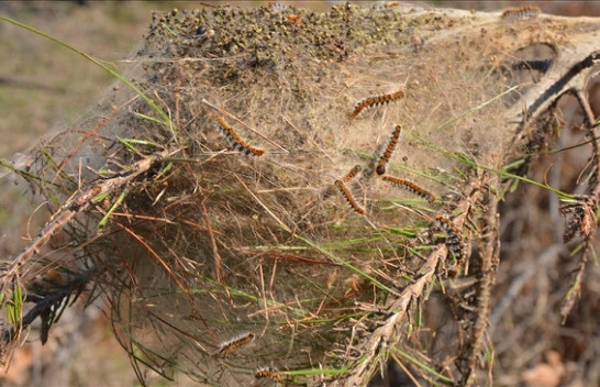 Ngrohja globale bën që insektet e dëmshme të migrojnë në Stamboll