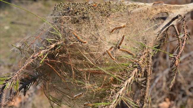 Ngrohja globale bën që insektet e dëmshme të migrojnë në Stamboll