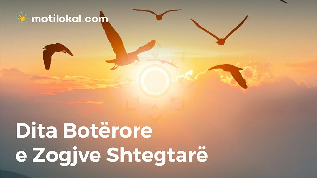 Dita Botërore e Zogjve Shtegtarë - Ndotja e dritave kërcënon zogjtë në mbarë botën
