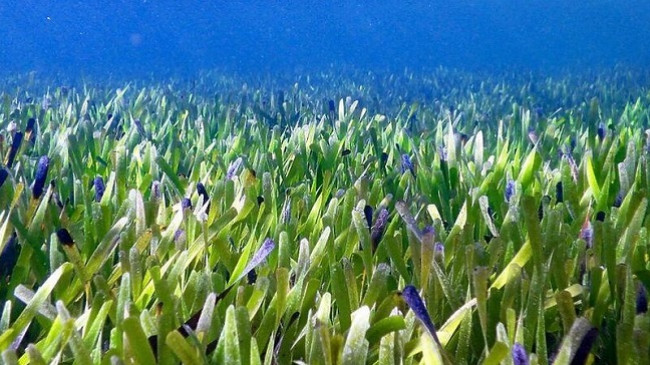 Bima më e madhe në botë zbulohet në Australi