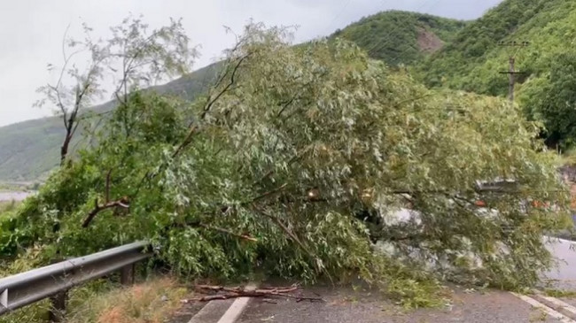 Era e fortë shkul pemët në Elbasan