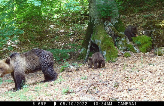 Pamje mahnitëse/ Kamerat kurth fotografojnë kafshët e egra në Parkun Kombëtar 'Sharri'