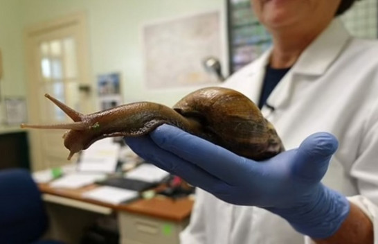 Florida futet në karantinë nga kërmijtë